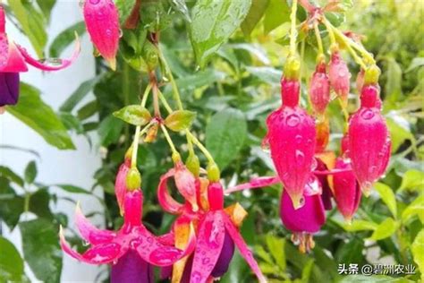 燈籠花種植|【燈籠花種植】打造夢幻燈籠花園：種植、繁殖與家養指南 – 舒嵩。